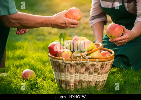 Senior Hände halten Früchte. Stockfoto