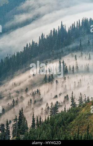 Sunrise und Nebel bei Hurricane Ridge, Olympic Nationalpark, Washington. Stockfoto