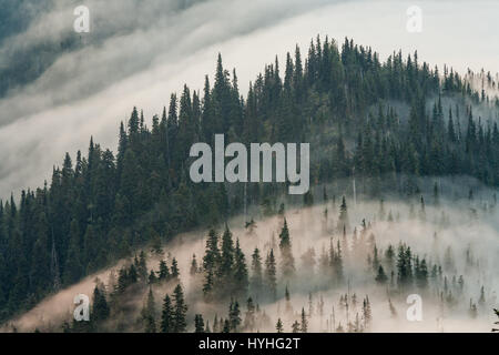 Sunrise und Nebel bei Hurricane Ridge, Olympic Nationalpark, Washington. Stockfoto