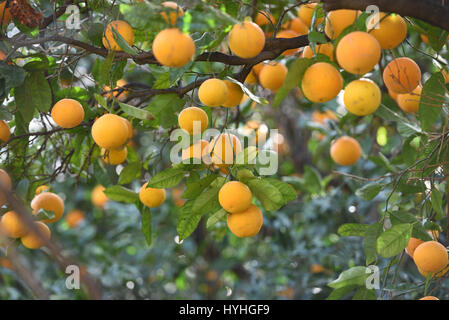 Orangen wachsen auf Baum Stockfoto