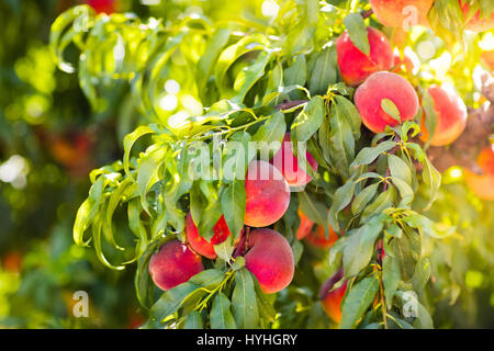 Reife leckere Pfirsich Baum im sonnigen Sommer Obstgarten. Wählen Sie eigene Obstplantage mit Baum Reifen Freestone Pfirsiche. Leckere und gesunde Bio-Ernährung. Stockfoto