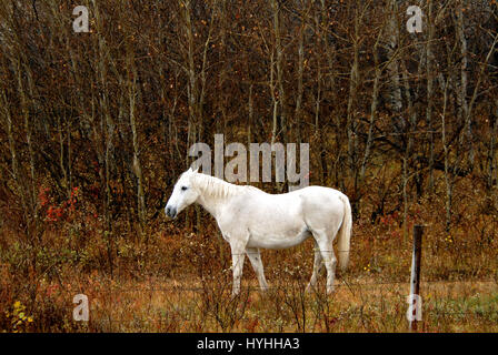 Pferd Stockfoto