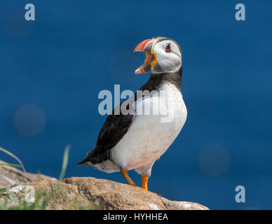 Papageitaucher (Fratercula Arctica) Aufruf von einer Klippe, Meer im Hintergrund Stockfoto