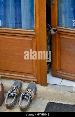 Kleiner Hund späht durch Öffnung in Tür, Herren Schuhe vor der Tür. Stockfoto