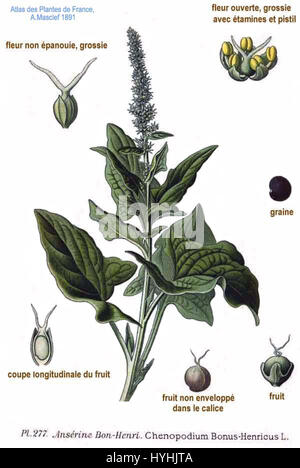 Chenopodium Bonus-henricus, auch bekannt als guter König Heinrich, ist eine mehrjährige Pflanze, die in Europa beheimatet ist. Es wurde aufgrund seiner Ernährungseigenschaften historisch für kulinarische und medizinische Zwecke verwendet. Stockfoto