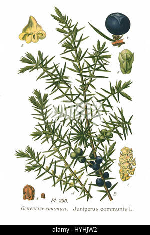 396 Juniperus Communis L Stockfoto