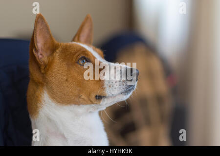 Indoor-Porträt von Reifen Basenji Hund nachschlagen Stockfoto