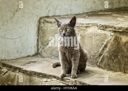 Porträt von alien Katze mit gelben Augen sitzen auf einem Schritt Stockfoto