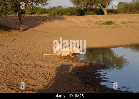 Kalahari Löwen gefangen im Tswalu Wildreservat, das größte Private Reserve in der südlichen Hemisphäre Stockfoto