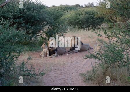 Kalahari Löwen gefangen im Tswalu Wildreservat, das größte Private Reserve in der südlichen Hemisphäre Stockfoto