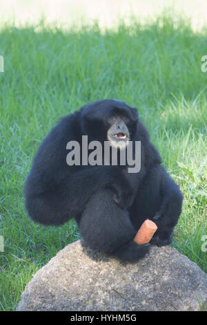 Siamang gibbon Stockfoto