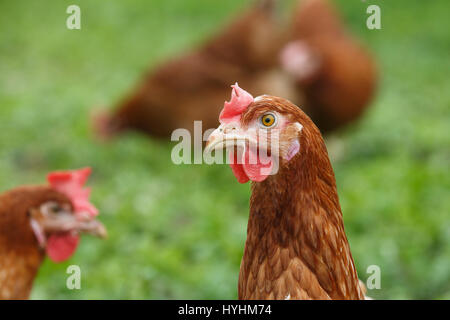 Freilandhaltung (Huhn) auf einem Bio-Bauernhof frei grasen auf einer Wiese. Ökologischer Landbau, Tierrechte, zurück zur Natur-Konzept. Stockfoto