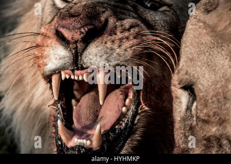 Löwe, Knurren, während des Essens in Serengeti Nationalpark Stockfoto