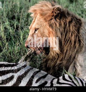 Löwen, Zebras in der Serengeti National Park Essen Stockfoto