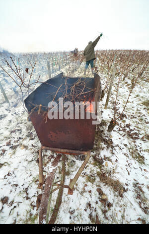 Frankreich, Cher, Region von Sancerre, Bue, Weinberge von Sancerre im Winter unter dem Schnee brennenden Reben nach dem Beschneiden Stockfoto