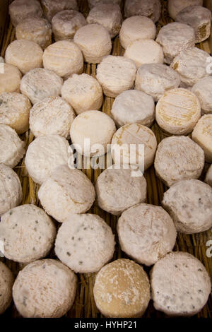 Frankreich, Cher (18) Région du Florenz, Chavignol, Crottins de Chavignol / / Frankreich, Cher (18) Region von Sancerre, Chavignol Crottins Stockfoto