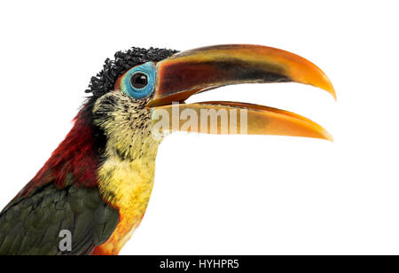 Nahaufnahme von einem Curl-crested Aracari, isoliert auf weiss Stockfoto