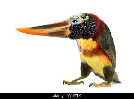 Curl-crested Aracari spiegeln den Kopf, isoliert auf weiss Stockfoto