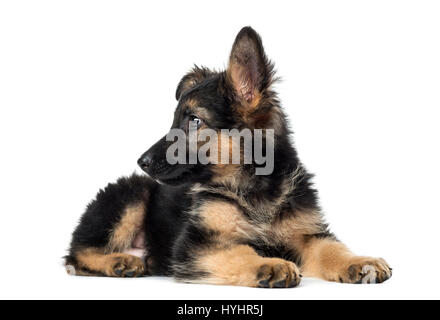 Welpe Schäferhund liegend, 9 Wochen alt, isoliert auf weiss Stockfoto