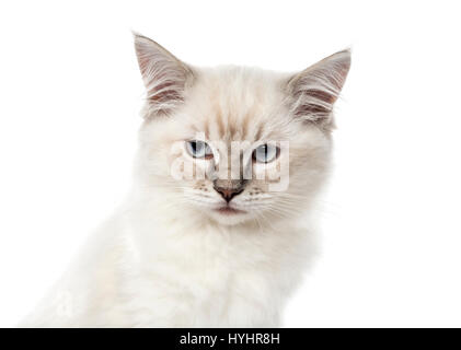 Nahaufnahme einer Ragdoll Kätzchen, 3 Monate alt, isoliert auf weiss Stockfoto