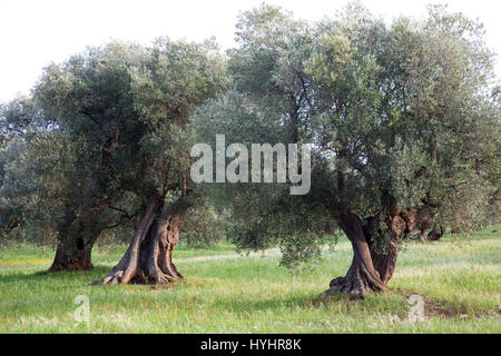 alte Olivenbäume, Masseria Il Frantoio, Ostuni, Apulien, Italien, Europa Stockfoto