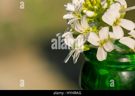 Iberis-Blumen in Nahaufnahme Stockfoto