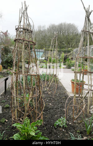 Willow Zweig Stützrahmen Strukturen in einem Kräuter-Gemüse-Patch im zeitigen Frühjahr an der National Botanic Garden of Wales, Carmarthenshire UK KATHY DEWITT Stockfoto