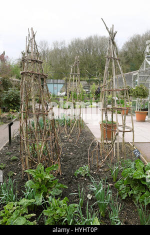 Stick und Zweig Unterstützungsstrukturen im Gemüse Patch im zeitigen Frühjahr an der National Botanic Garden of Wales, Carmarthenshire UK KATHY DEWITT Stockfoto