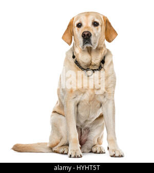 Labrador Retriever sitzend, isoliert auf weiß, 7 Jahre alt Stockfoto