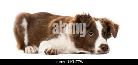 Welpen Border Collie liegend, isoliert auf weiß, 15 Wochen alt Stockfoto