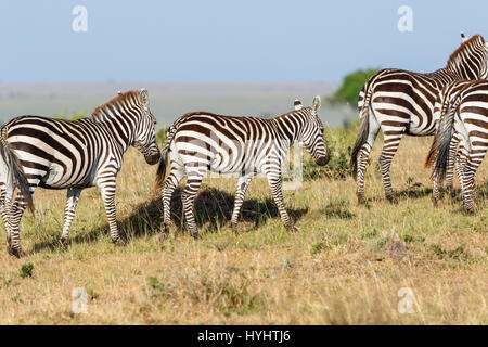 Zebras mit Fohlen in der Savanne in der Masai Mara in Kenia Stockfoto