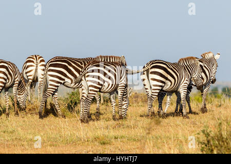 Zebras in der Savanne in Afrika Weiden Stockfoto