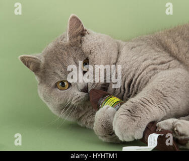 Briitish Kurzhaar Katze, blaue Farbe Stockfoto