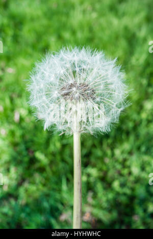 Ein Löwenzahn (Taraxacum officinale) auf grünem Gras Hintergrund. Close-up. Cher, Frankreich, Europa Stockfoto