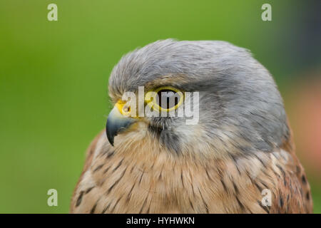 Foto Portrait einer Warnung suchen wenig Kestrel Stockfoto