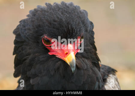 Foto Portrait einer Warnung suchen Bateleur Adler Stockfoto