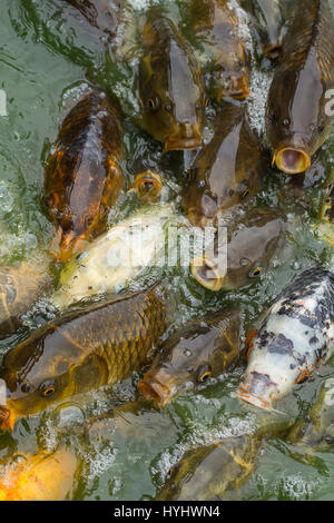 Foto von einen Fischschwarm Karpfen kämpfen für Essen Stockfoto