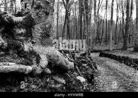 Blick auf La Fageda de En Jorda, einen Wald aus buchen, in der Garrotxa Volcanic Zone Natural Park in Olot, Spanien, in schwarz und weiß Stockfoto