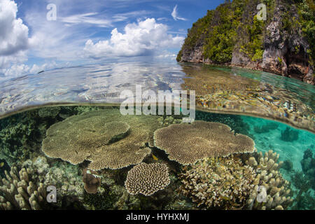 Empfindliche Korallen wachsen knapp unter der Oberfläche in Raja Ampat, Indonesien. Stockfoto