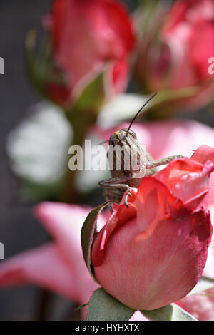Heuschreckeninsekt auf einer rosa Rosenknospe. Nahaufnahme. Makrofotografie. 'Schönheit und das Biest.' Vollformat. Stockfoto