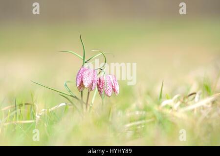 Gefährdete wild Schach Blume auf einer Wiese in Franken, Deutschland. Schöne Chequered Schlangen Kopf Lily an einem Frühlingsabend. Makro mit geringer Tiefe der fie Stockfoto