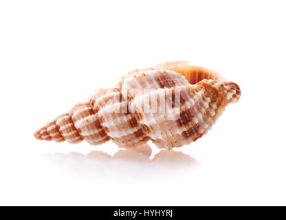 Muschel, die isoliert auf weißem Hintergrund Stockfoto