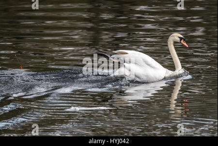 Erwachsenen Höckerschwan mit seinen Fuß auf einen Angelhaken gefangen. Stockfoto