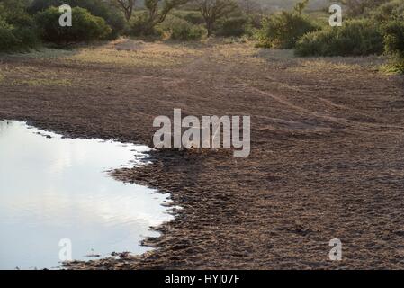 Kalahari Löwen gefangen im Tswalu Wildreservat, das größte Private Reserve in der südlichen Hemisphäre Stockfoto