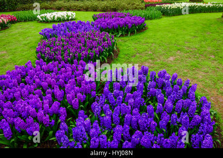 schöne Hyazinthen. Schöne Blumen Hintergrund Stockfoto