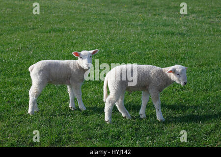 Lämmer, Hausschaf (Ovis Orientalis Aries) Jungtiere, Natur reservieren Wedel Marsh, Wedel, Kalifornien, Deutschland Stockfoto