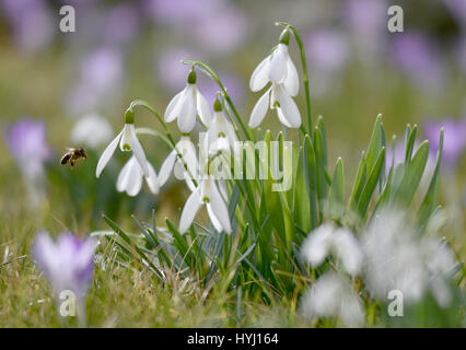 Honigbiene (Apis) Schneeglöckchen (Galanthus Nivalis) und Krokus (Crocus) lila, Stuttgart, Baden-Württemberg, Deutschland Stockfoto