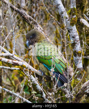 Kea (Nestor Notabilis), Erwachsene sitzt im Baum, Fjordland National Park, Te Anau, Southland Region Southland, Neuseeland Stockfoto