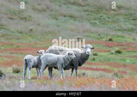 Schafe (Ovis Orientalis) auf der Weide, Mutter mit zwei Lämmern, Mackenzie Country, Südinsel, Southland, Neuseeland Stockfoto