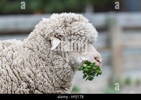 Merino-Schafe ernähren sich von Brennnesseln, Southland, Neuseeland Stockfoto